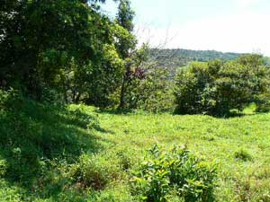 There are several nice building sites on this tropical property.